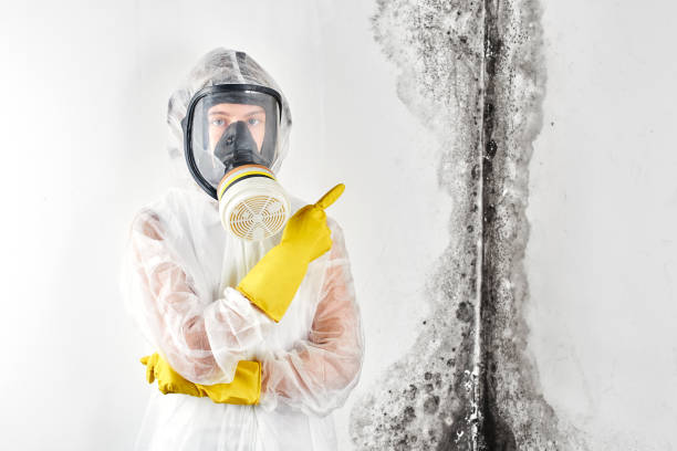 Professional Mold Removal Services in Pennsboro, WV